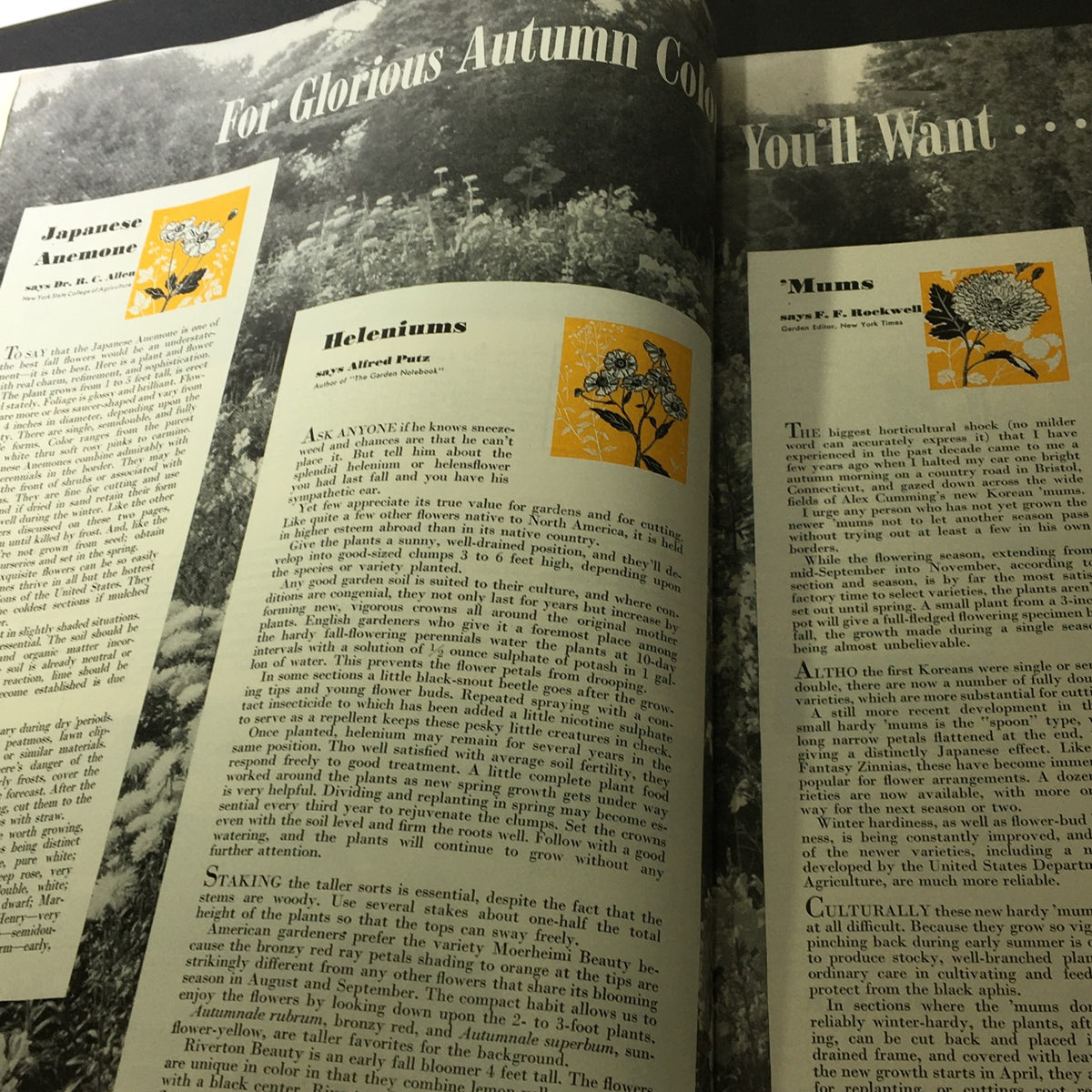 An article page from VTG Better Homes & Gardens September 1940 discussing autumn garden flowers including Japanese Anemone and Heleniums.