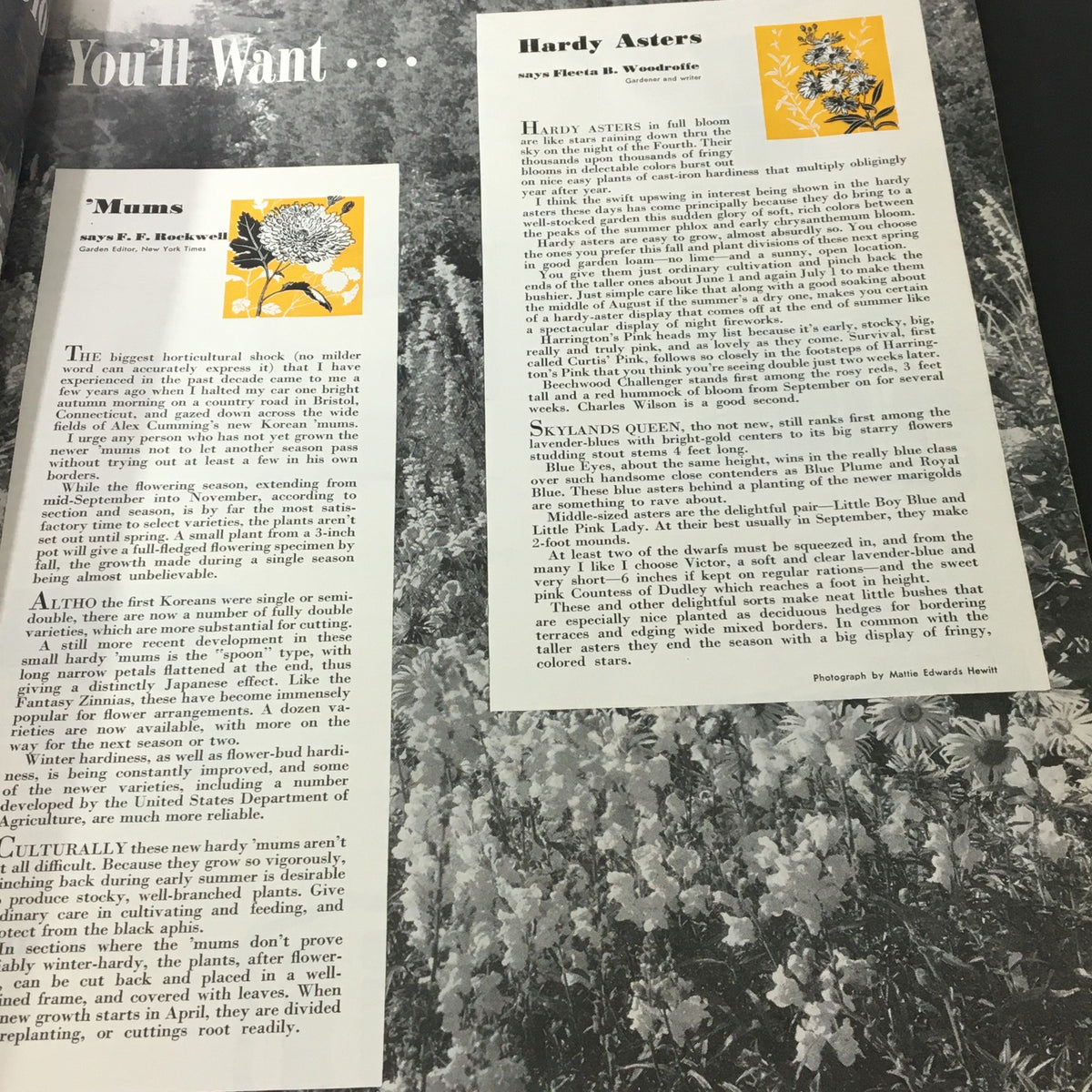 Continuation of the autumn gardening article from VTG Better Homes & Gardens September 1940 discussing Hardy Asters and other flower cultivation tips.