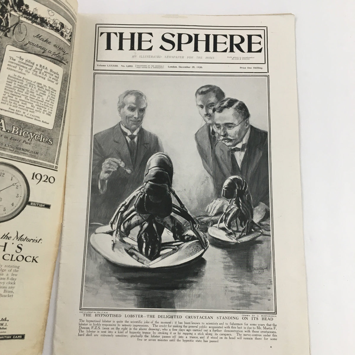 The Sphere Newspaper December 25 1920 featuring the striking illustration related to 'The Hypnotised Lobster' article, depicting intrigued men observing the whimsical scene.