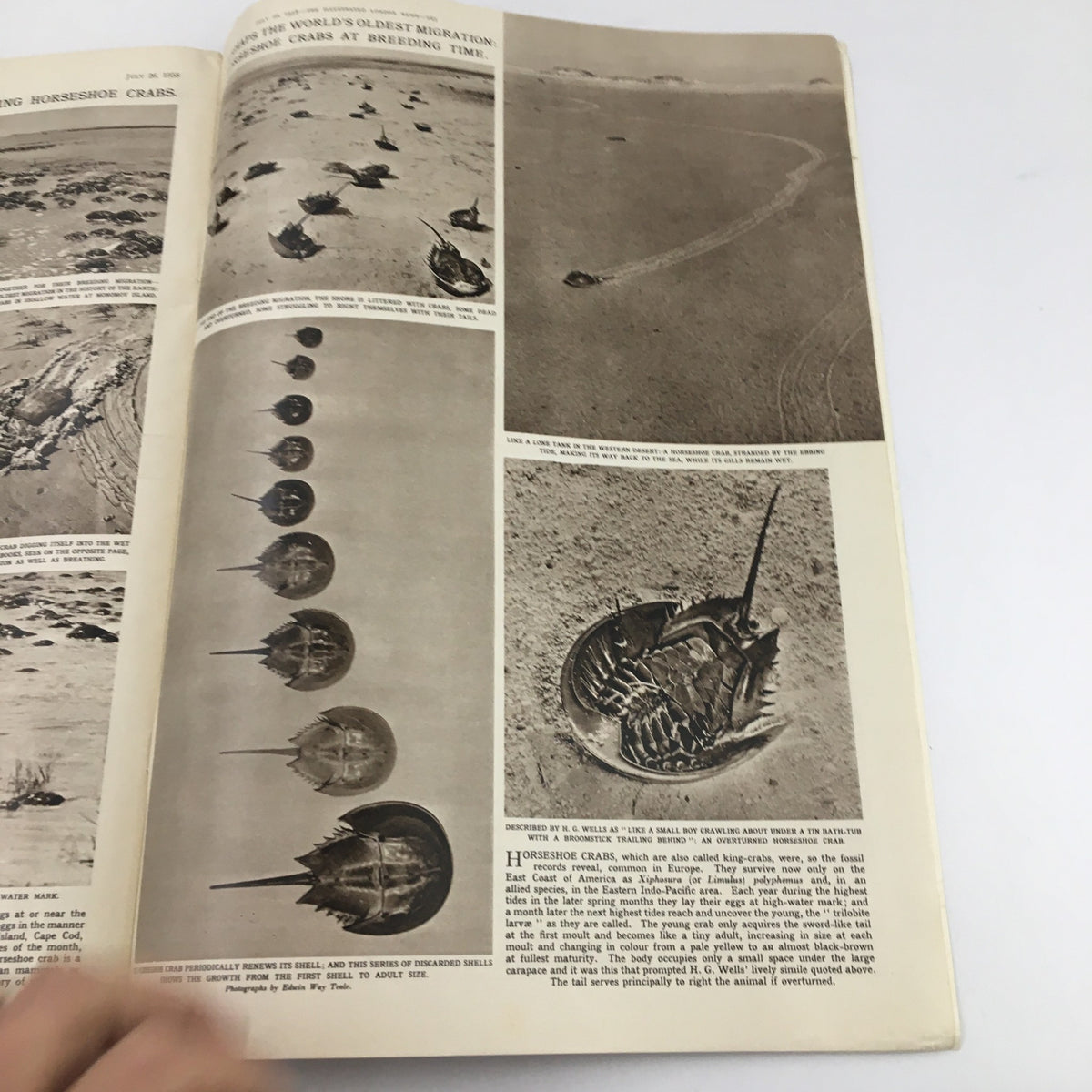 Article page in The Illustrated London News July 26 1958 highlighting the migration of horseshoe crabs, including images of crabs on the beach.