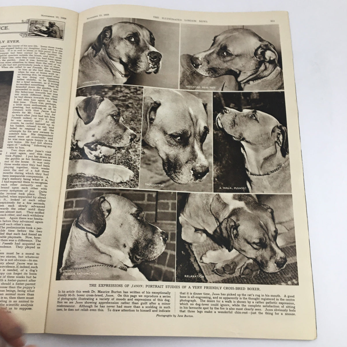 The Illustrated London News November 15, 1958 featuring portrait studies of Jason, a friendly cross-bred boxer, showcasing various expressions and moments in a vintage magazine format.