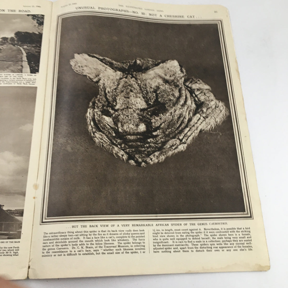 Vintage image from The Illustrated London News dated August 27, 1960, showcasing an unusual photograph related to a remarkable African spider, linking to the cover story about Mr. Francis Gary Powers.