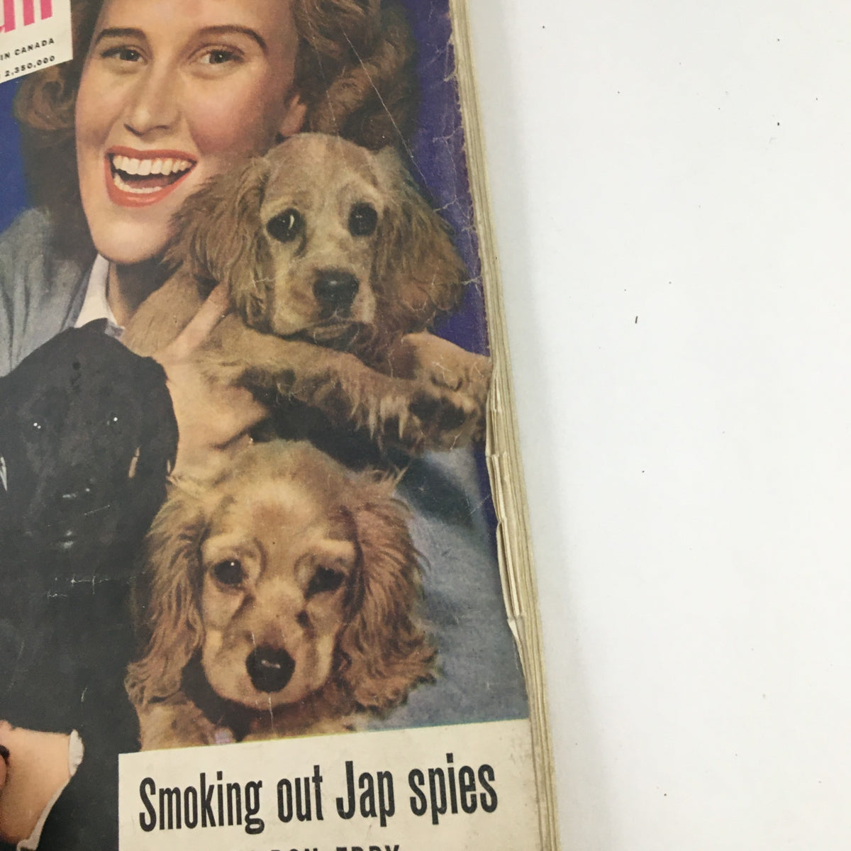 Detail of The American Magazine May 1942 cover, displaying Joan Caulfield surrounded by Cocker Spaniel puppies, representing vintage culture and dog lovers.