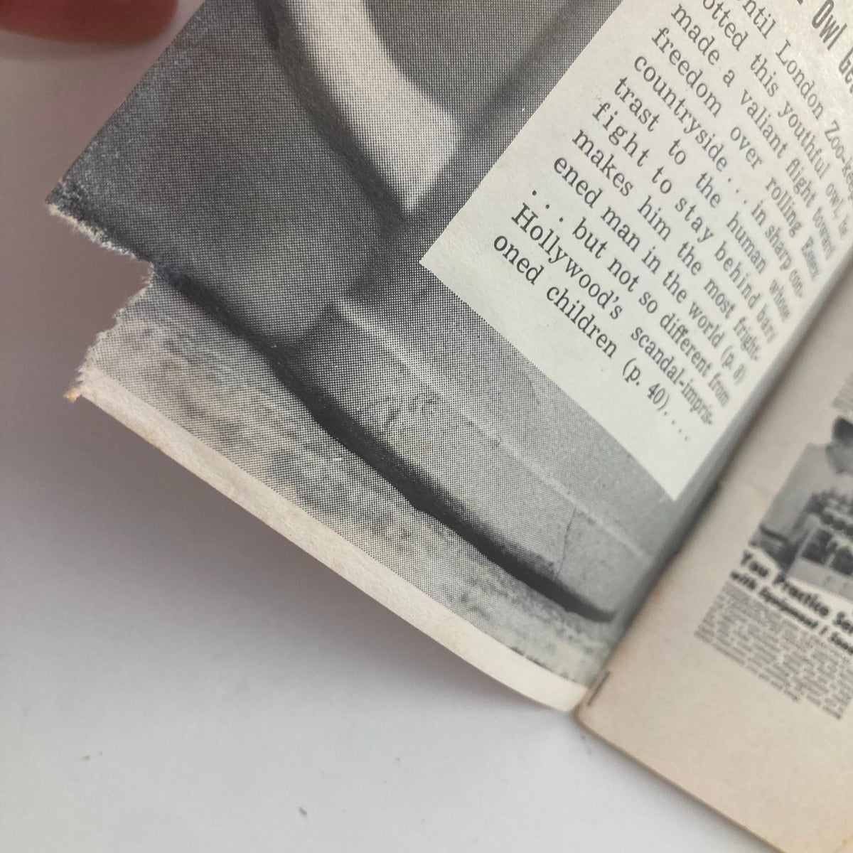 Close-up of an interior page of VTG Focus Magazine November 11 1953 highlighting some torn edges and vintage styling.