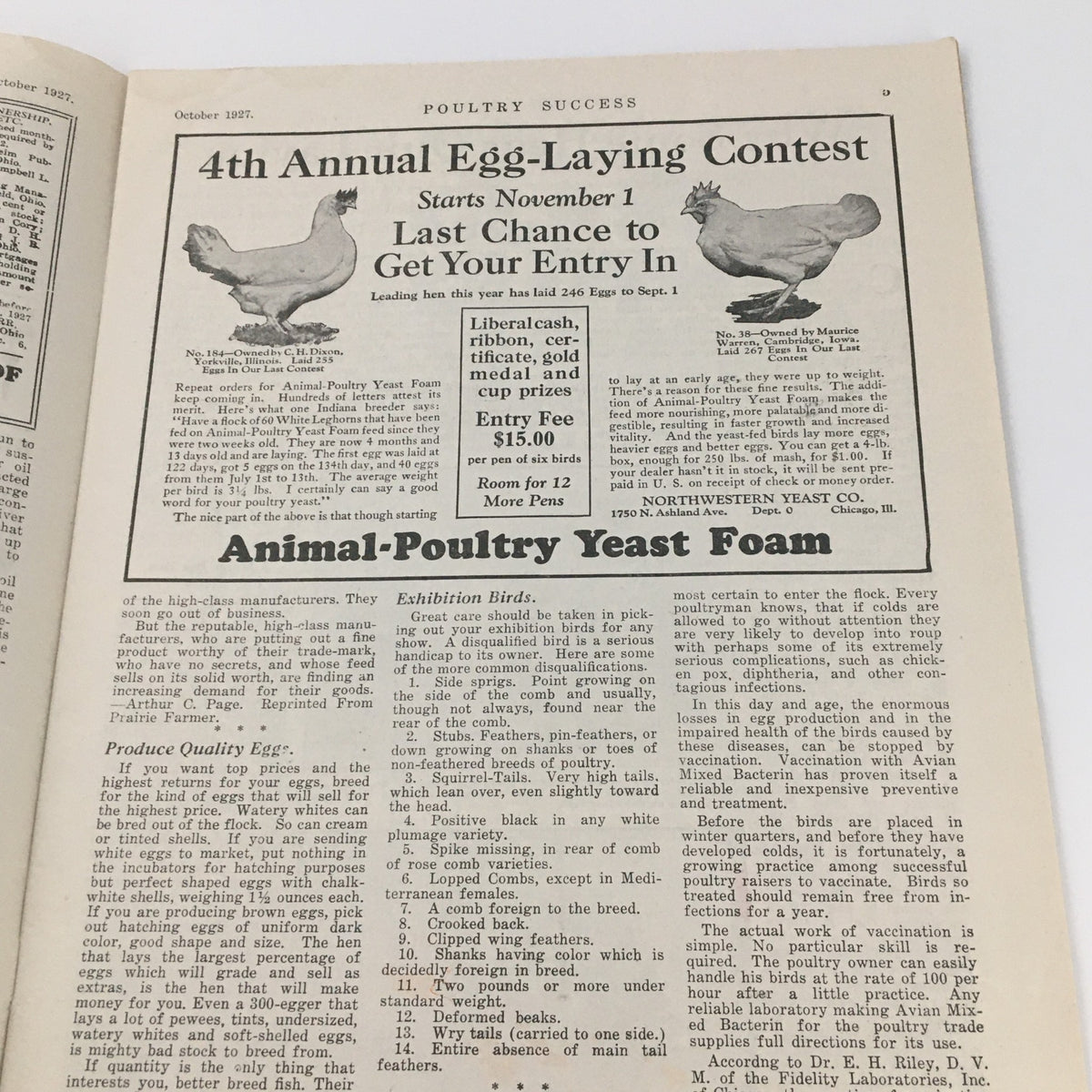 Another interior page of VTG Poultry Success Magazine October 1927 detailing the 4th Annual Egg-Laying Contest and discussing Animal Poultry Yeast Foam.