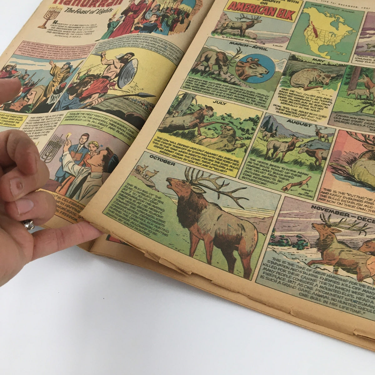 Inside of Boys' Life Magazine December 1957 showing illustrated pages with wildlife and seasonal information, emphasizing educational content for young readers.