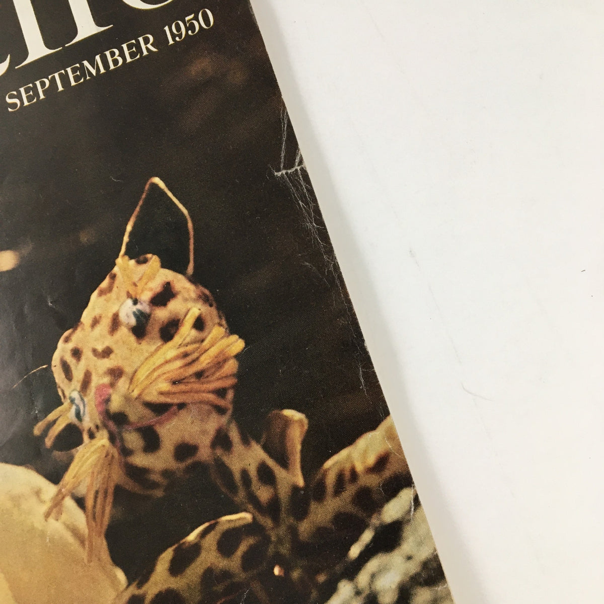 Side view of McCall's Magazine September 1950 highlighting the date and a vibrant image of a stylized animal on the cover.