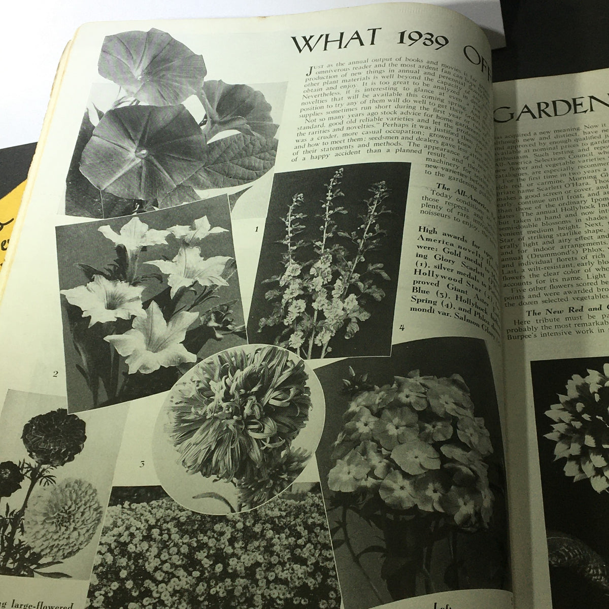 Page from VTG The American Home for 1939 Vol XXL #2, featuring vintage flower illustrations and gardening tips, showcasing blooming plants popular in 1939.