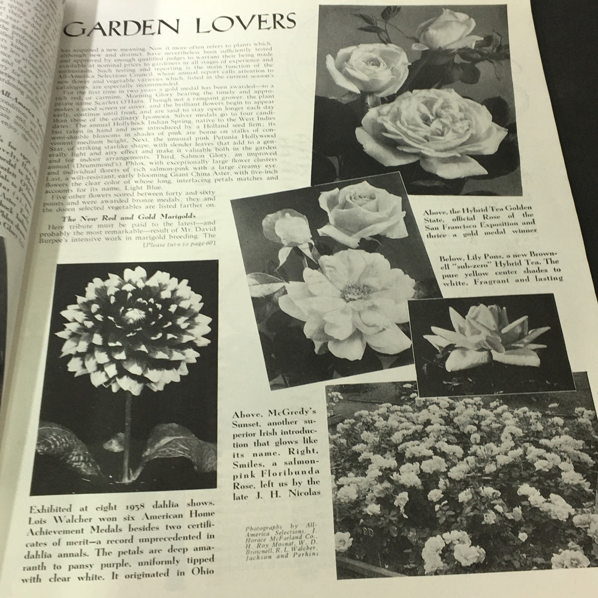Illustrated page from VTG The American Home for 1939 Vol XXL #2, presenting various garden flower varieties and descriptions for gardening enthusiasts.