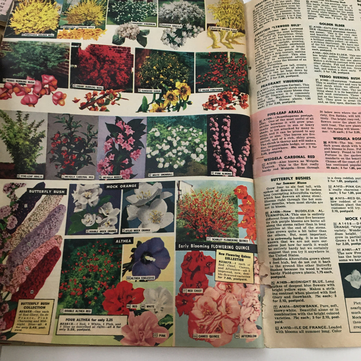 Henry Field's Tomato Seeds and Plants Catalog for Spring of 1958 showcasing various flowering plants such as Butterfly Bush and Mock Orange with vibrant images.