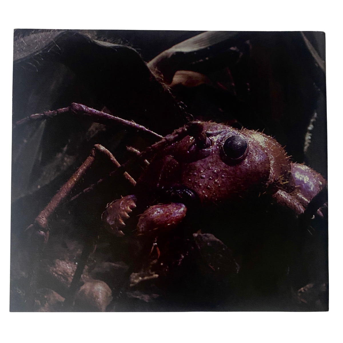 Cinefex Magazine February 1990 No. 41 cover featuring an insect from Honey, I Shrunk the Kids, showcasing the creative visual effects behind the film.