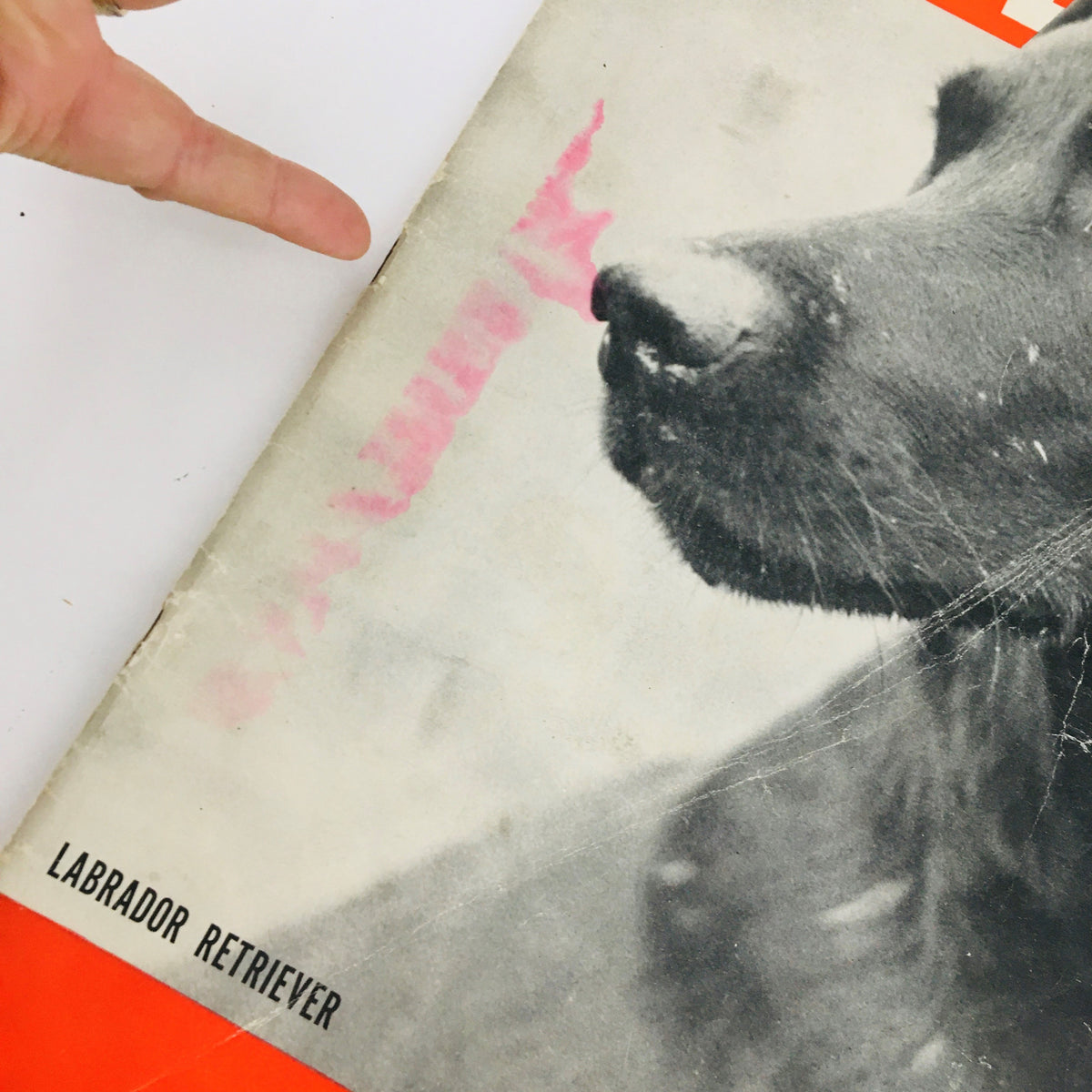 Close-up detail of the VTG Life Magazine December 12 1938 cover with a Labrador Retriever, highlighting a marking on the cover.