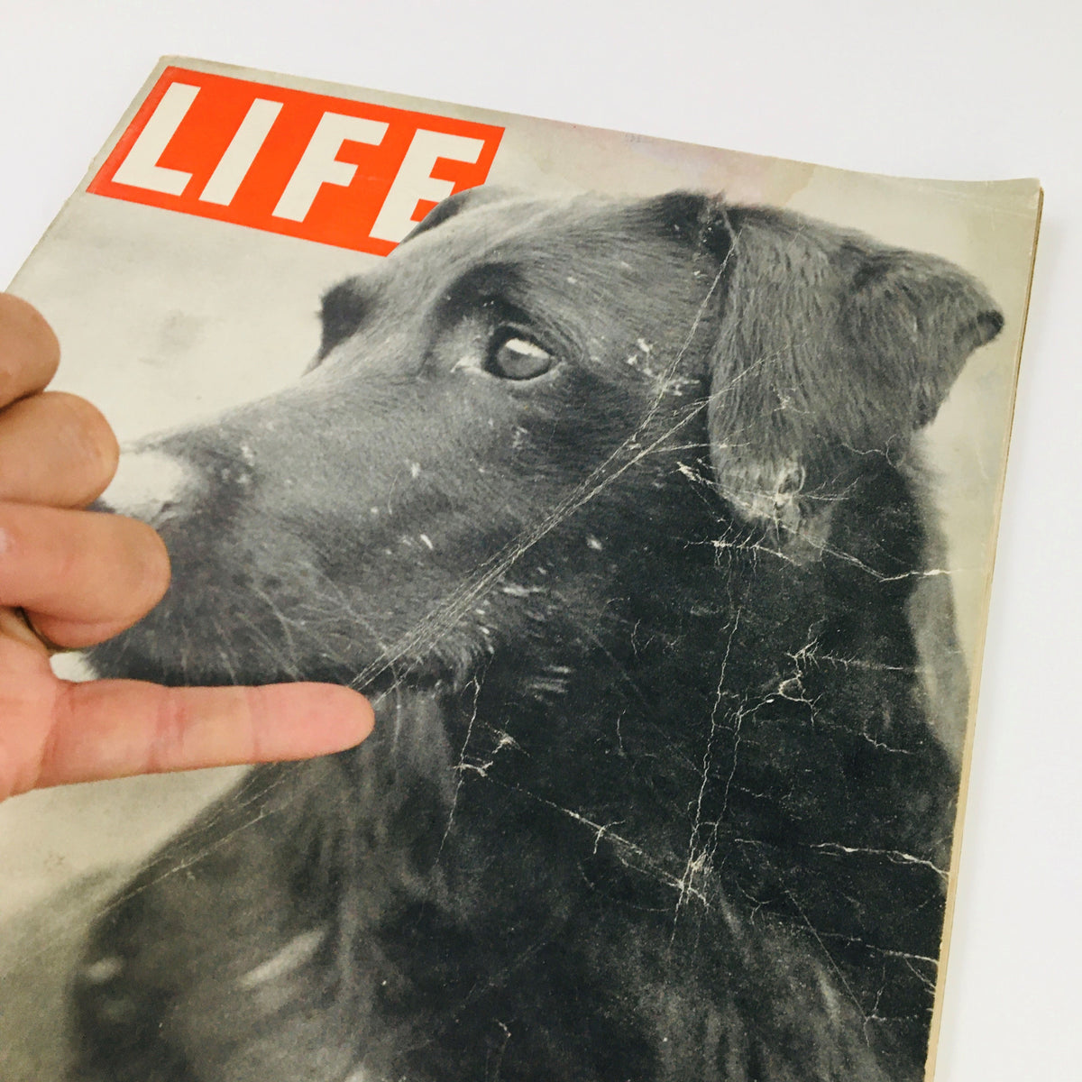 Another angle of the VTG Life Magazine December 12 1938 showing the Labrador Retriever cover, capturing the pet's expressive eye and magazine wear.