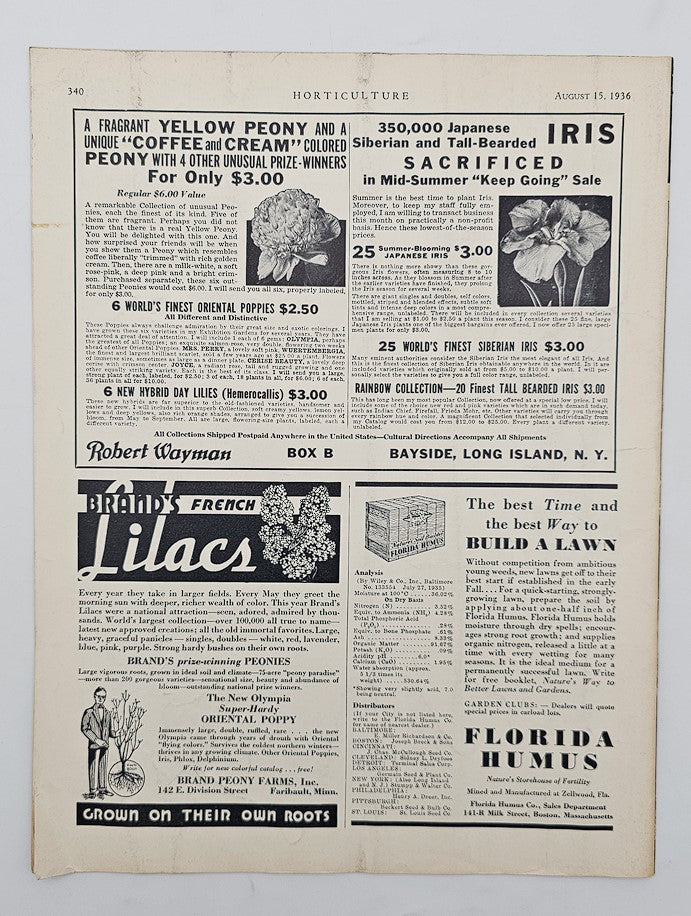 Page from VTG Horticulture Magazine August 15 1936 featuring advertisements for flowers, peonies, and gardening tips, showcasing historical horticultural practices.
