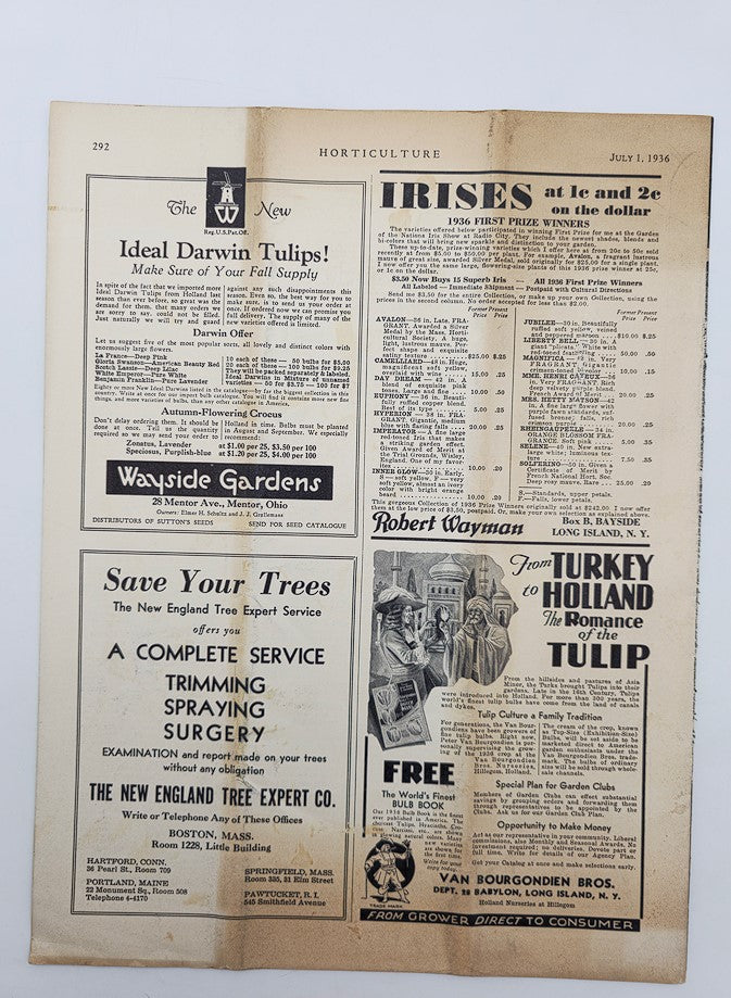 Vintage Horticulture Magazine page featuring advertisements and gardening articles from July 1, 1936, focusing on Echinacea Angustifolia, ideal for collectors and gardening enthusiasts.