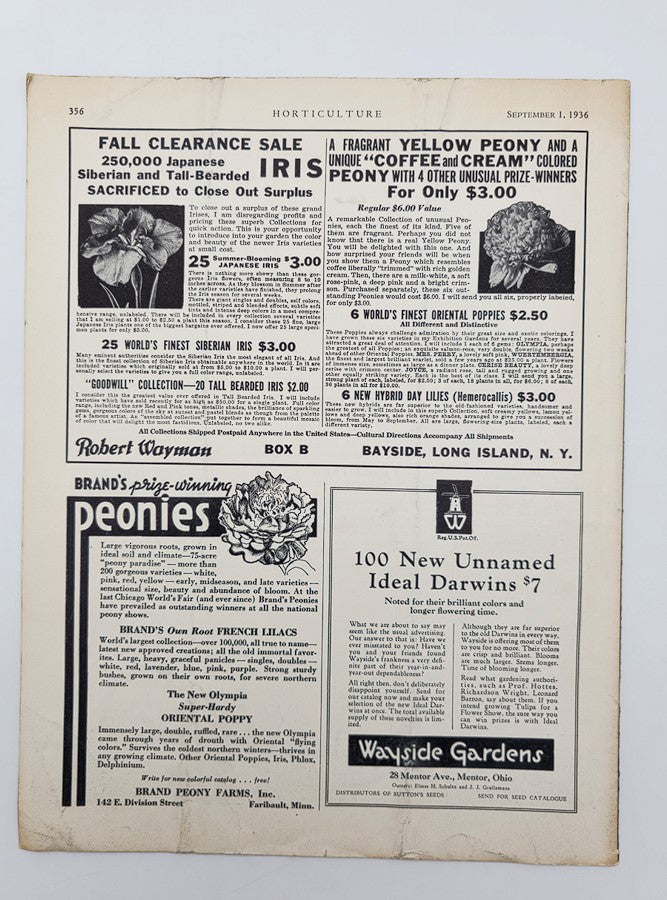 Vintage Horticulture Magazine September 1 1936 An Arrangement of Daylilies